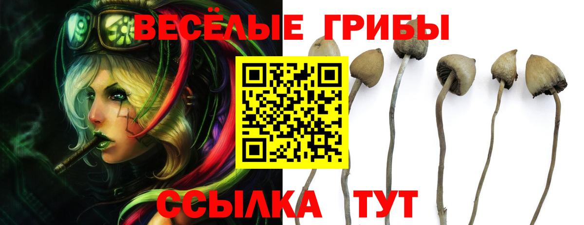 Галлюциногенные грибы Psilocybe Набережные Челны